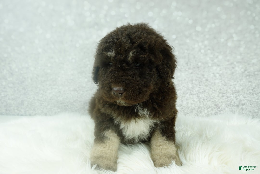 Newfypoo dogs for sale: Ranger - Ad 3