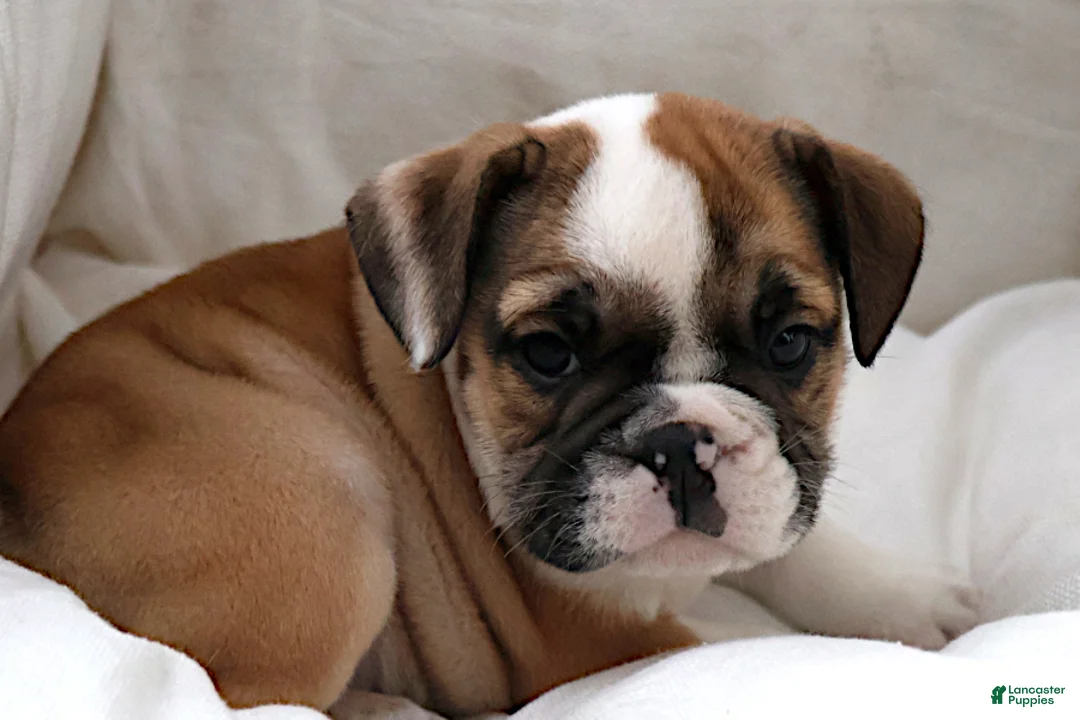 English Bulldog dogs for sale: Janita - Ad 2