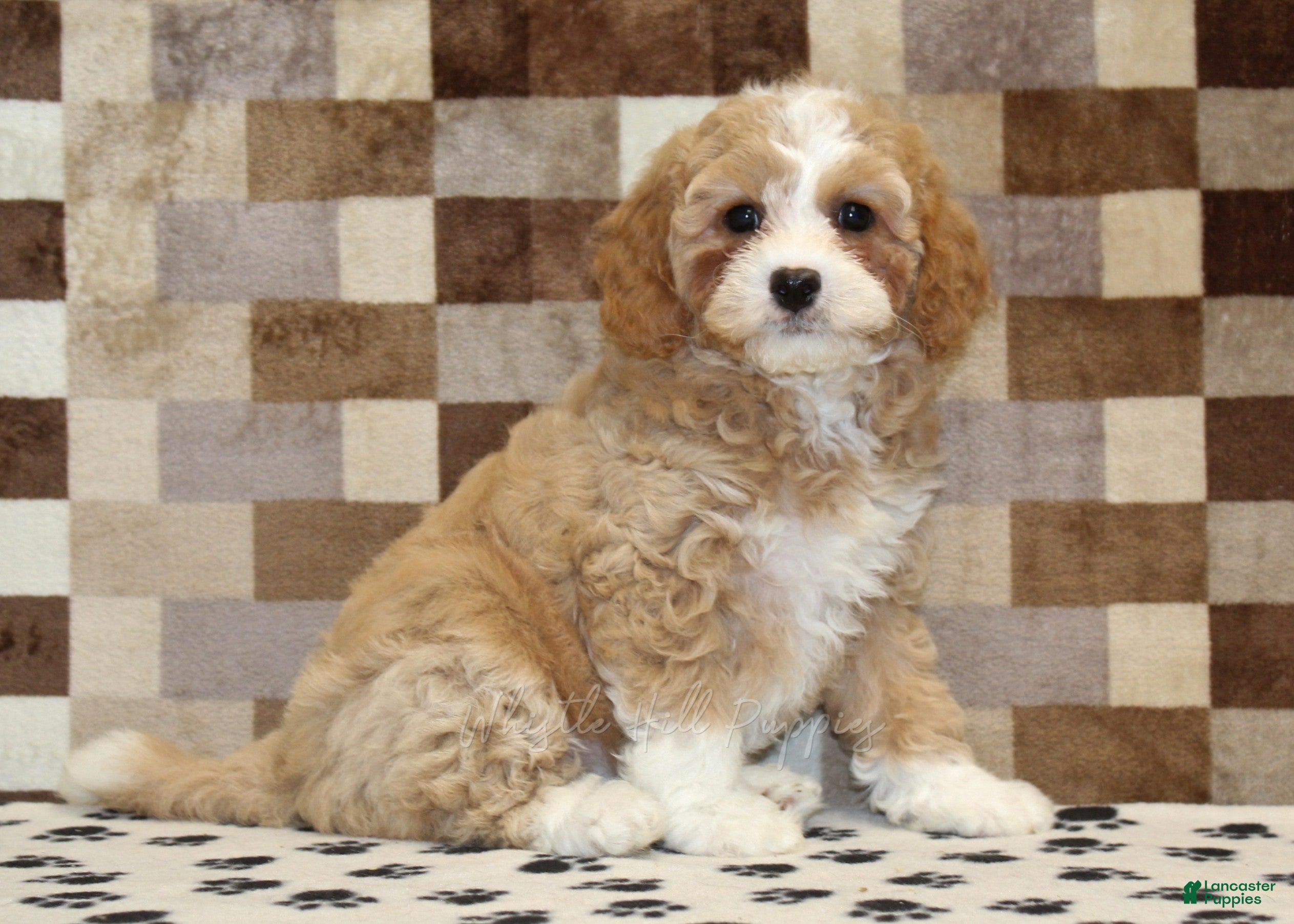 Mixed Breed dogs Fern - Ad 1