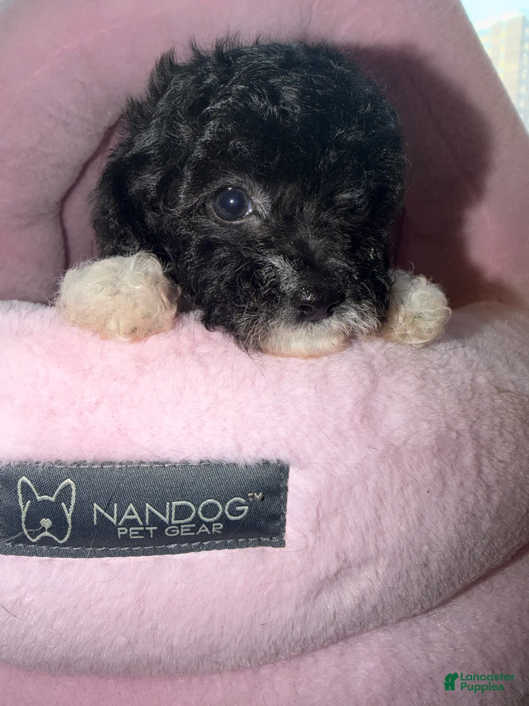 Toy Poodle dogs for sale: Luca  - Ad 1