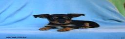 Mixed Breed dogs for sale: Fritz - Ad 2