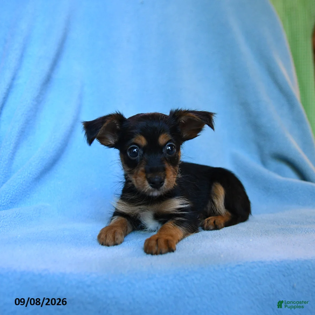 Mixed Breed dogs for sale: Fritz - Ad 2