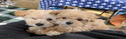 Maltipoo dogs for sale: Fitzgerald 5 lbs Full Grown - Ad 6