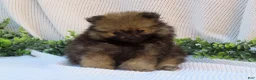 Pomeranian dogs for sale: Polly 🐾🌸 - Ad 10