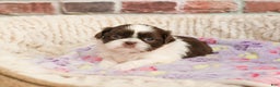 Shih Tzu dogs for sale: Arya - Ad 4