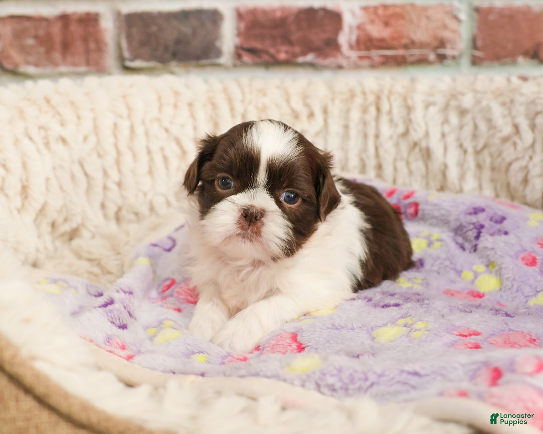 Shih Tzu dogs for sale: Arya - Ad 4