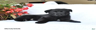 Marley