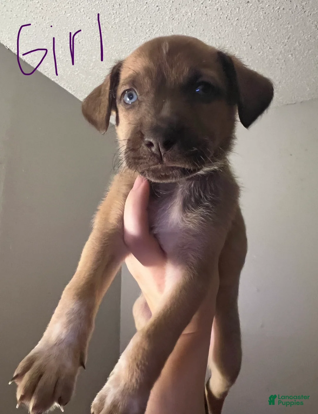Mixed Breed dogs for sale: Orion - Ad 1