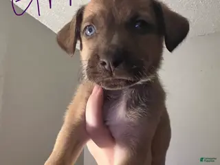 Mixed Breed dogs Orion - Ad 17