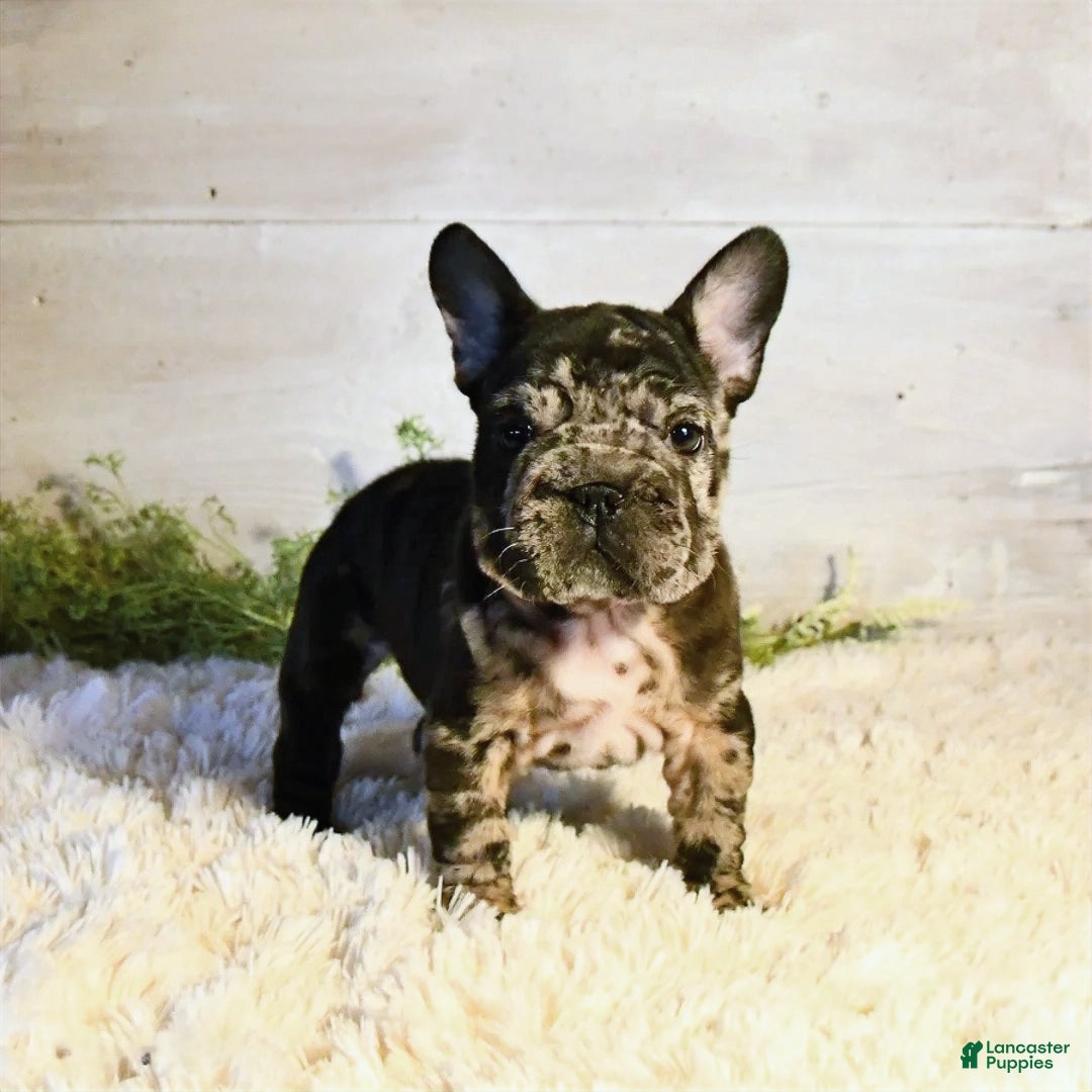 French Bulldog dogs for sale: Ore - Ad 5