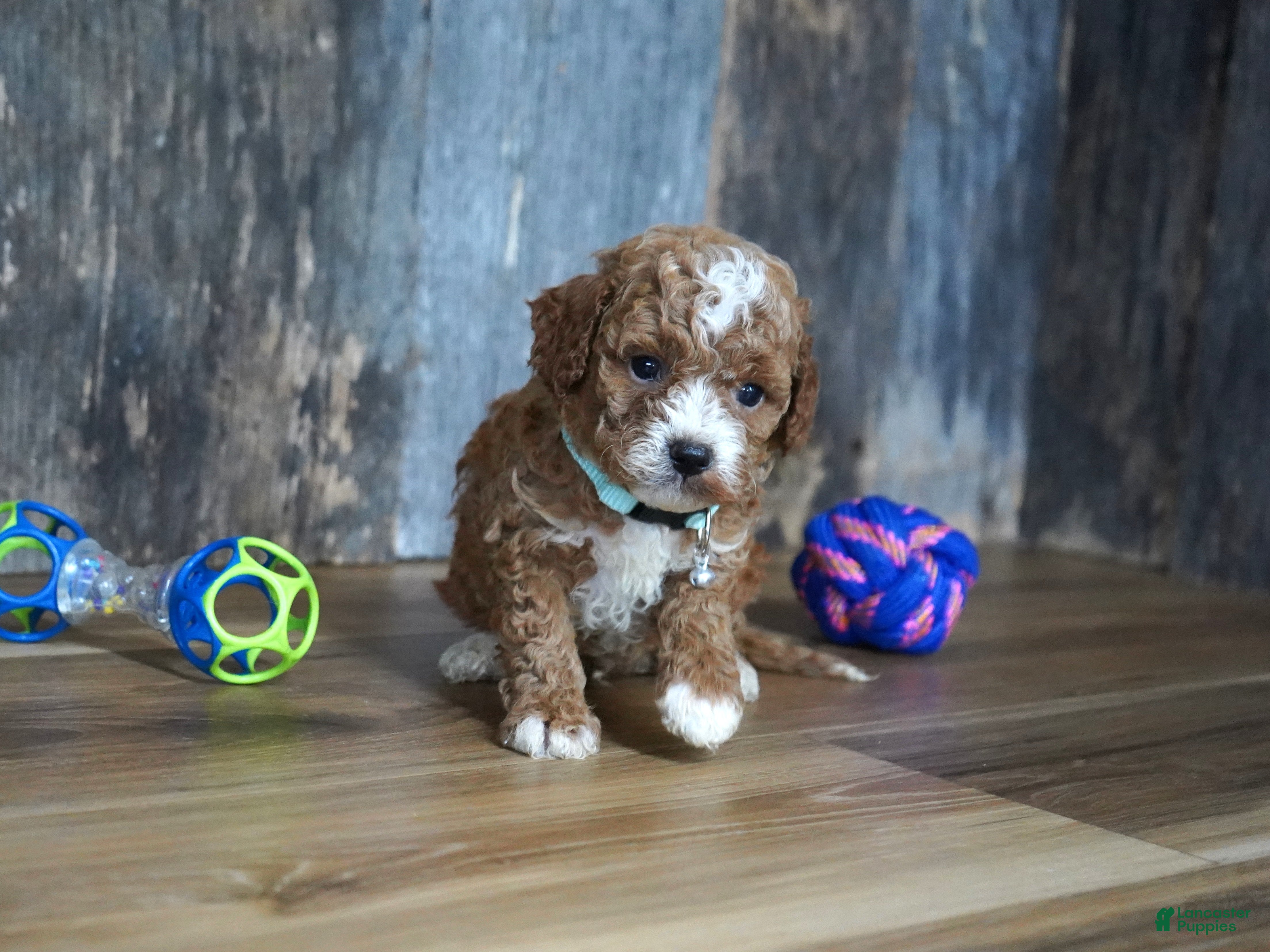 Cavapoo dogs Sawyer - Ad 2