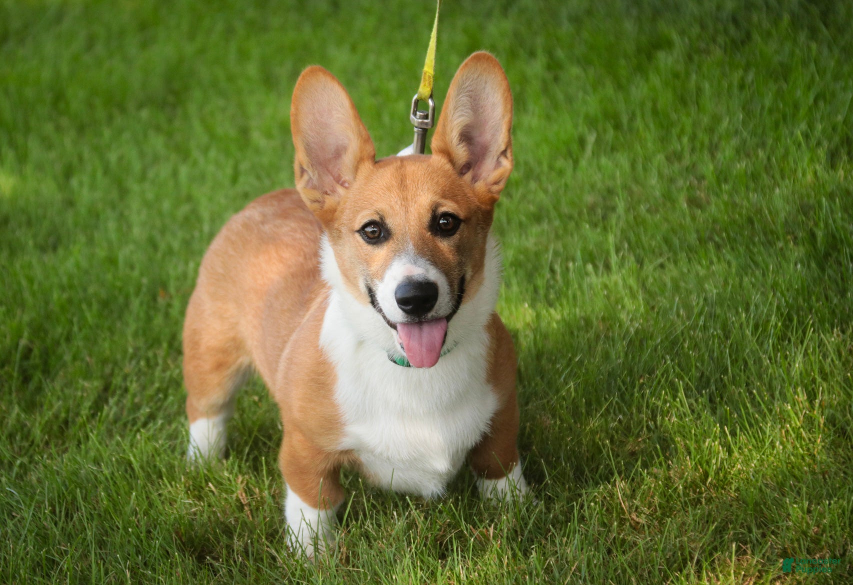 Welsh Corgi Pembroke dogs Ripley - Ad 1