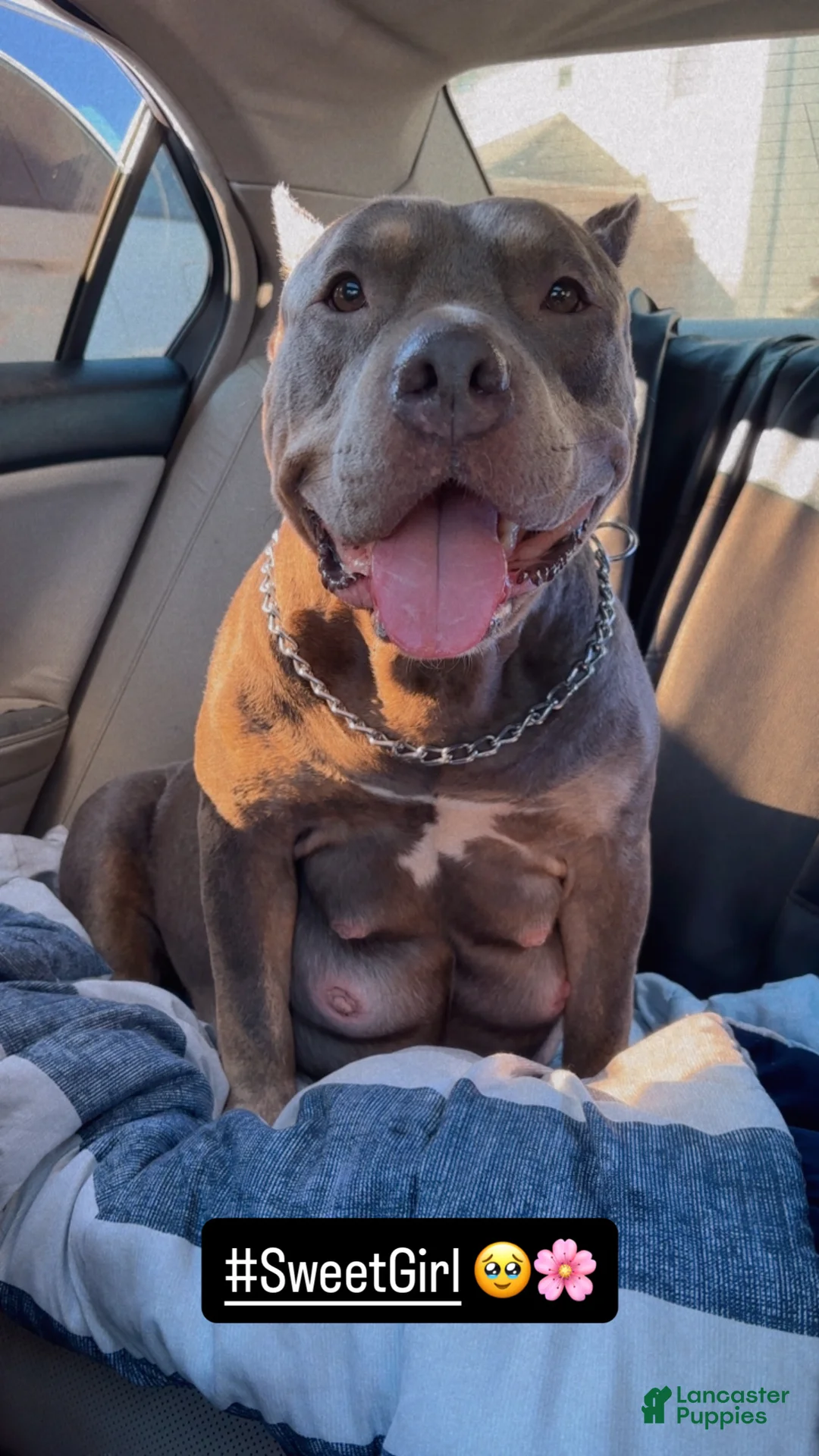 American Bully dogs for sale: 🌸🐾 - Ad 2