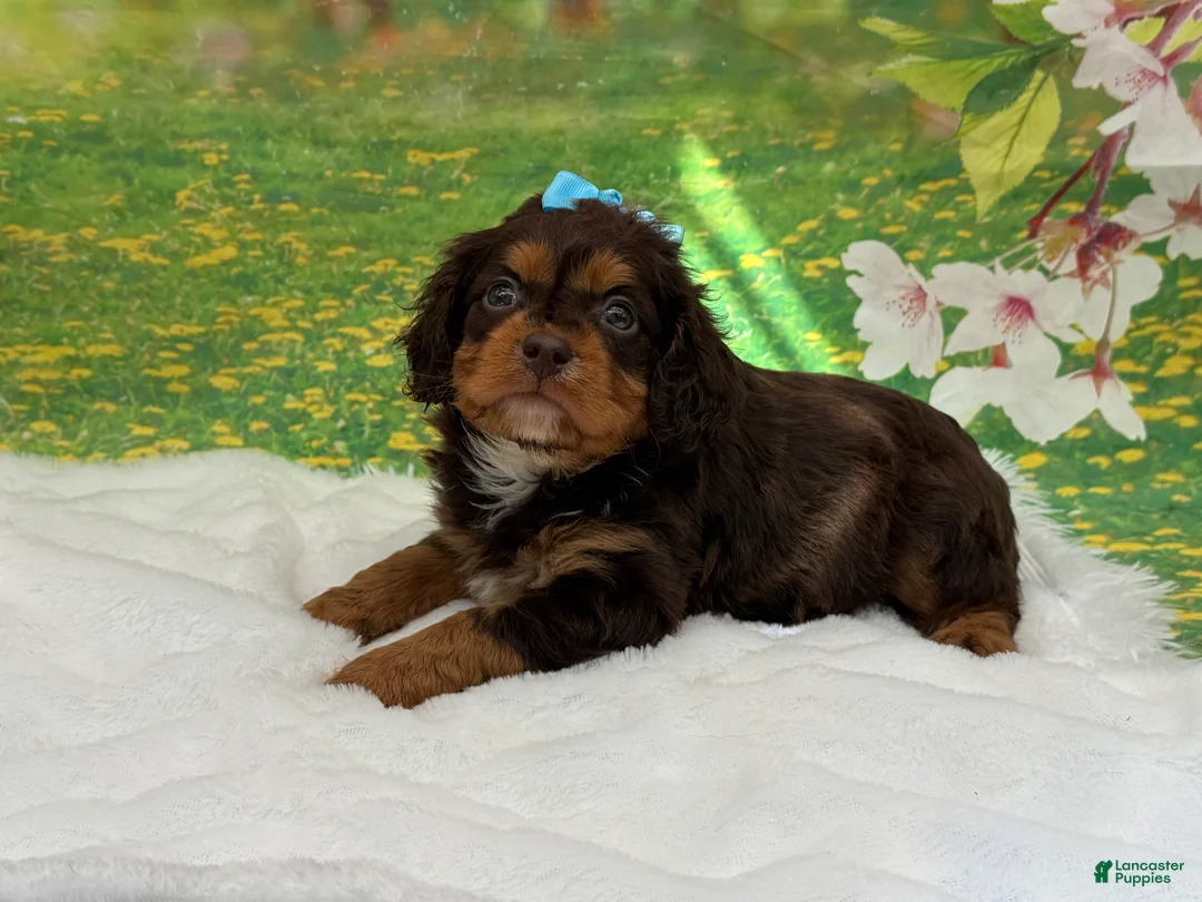 Cavapoo dogs for sale: Bruno - Ad 2