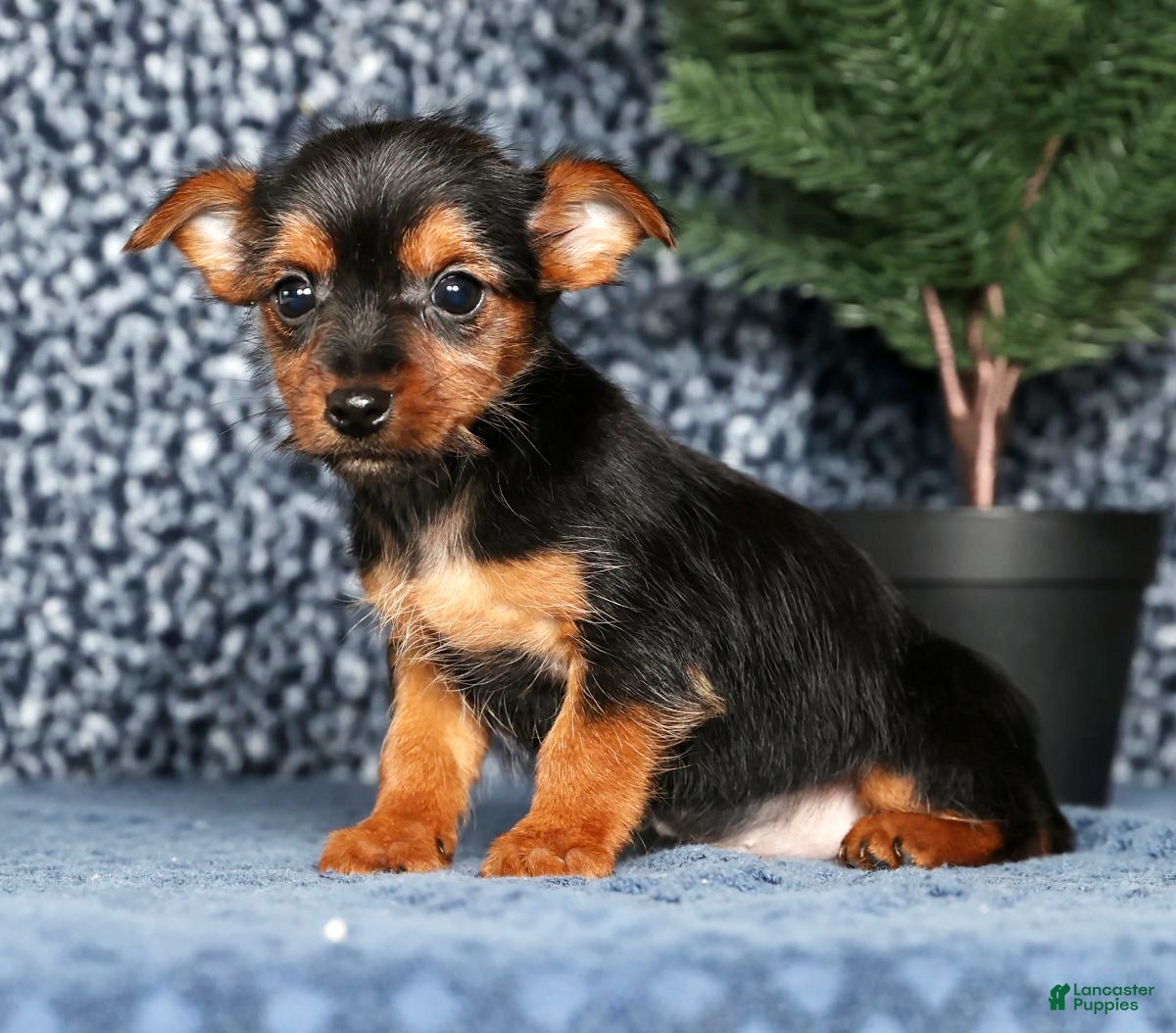 Yorkshire Terrier dogs Kane - Ad 1