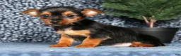 Yorkshire Terrier dogs for sale: Kane - Ad 1