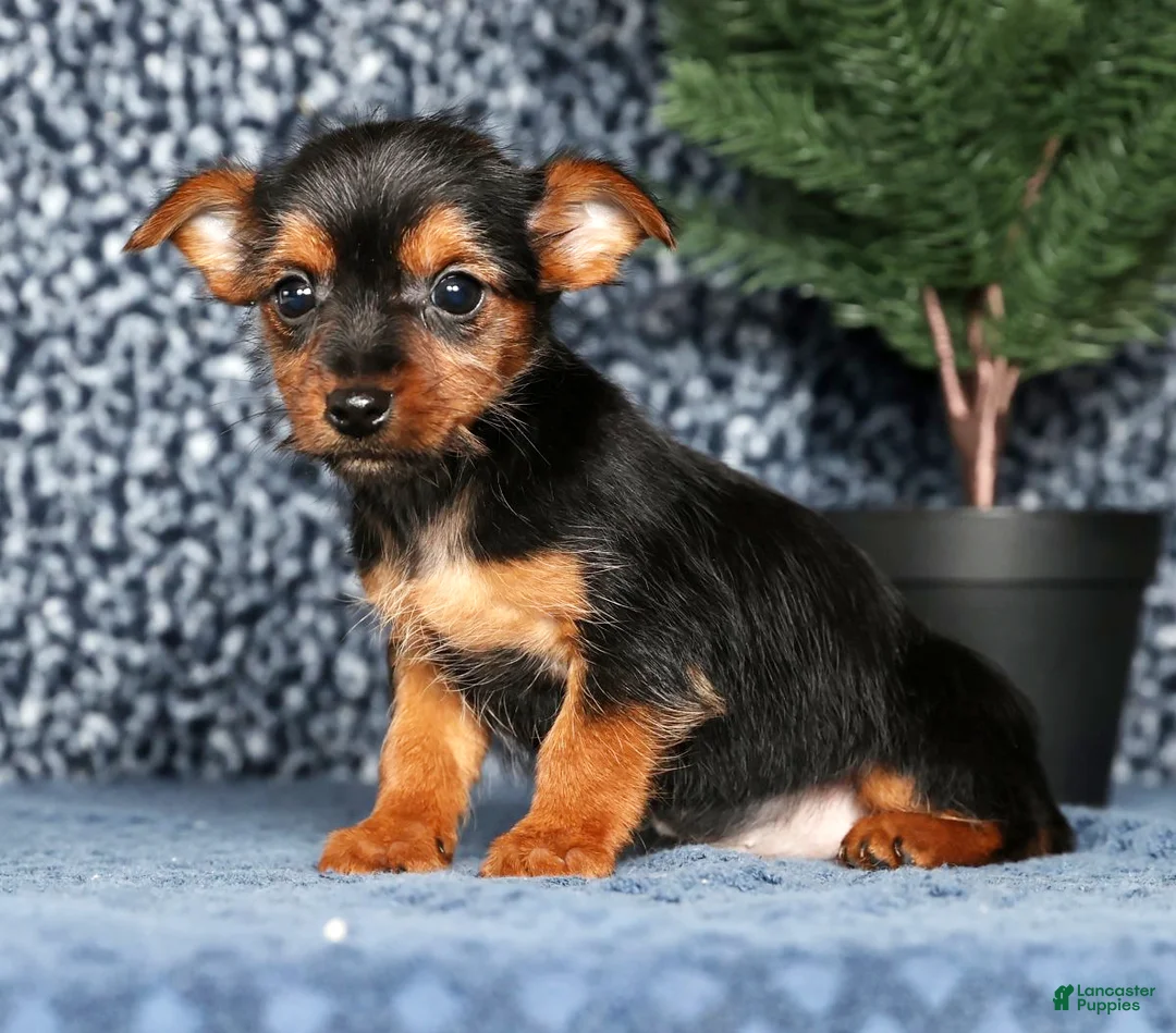 Yorkshire Terrier dogs for sale: Kane - Ad 1