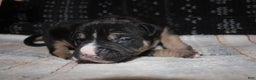 American Bully dogs for sale: Moose  - Ad 2