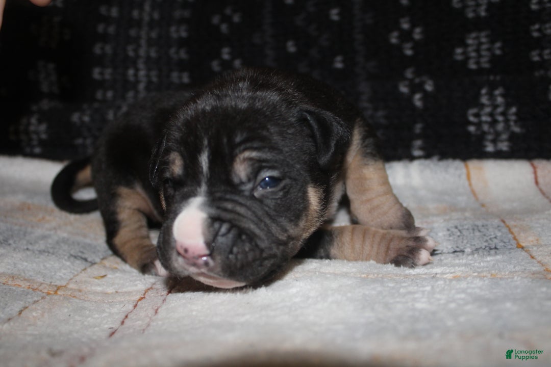 American Bully dogs for sale: Moose  - Ad 2