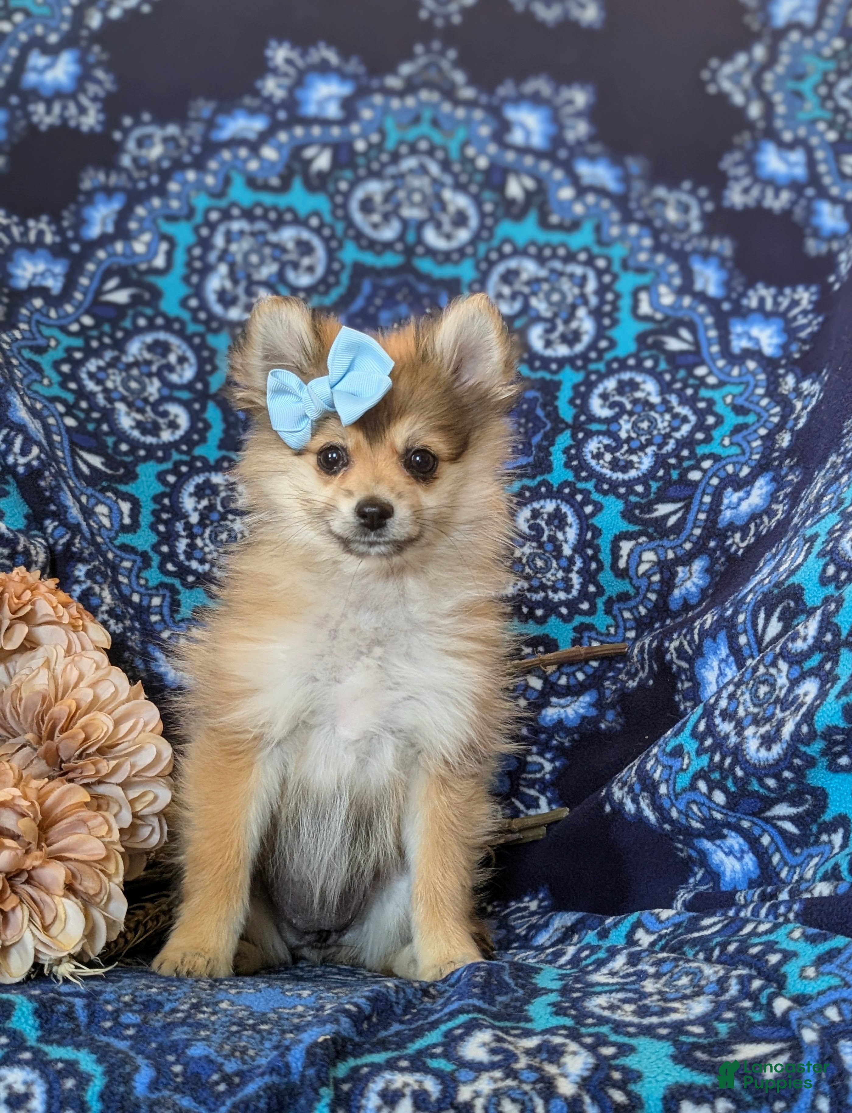 Pomeranian dogs Jenessa - Ad 2