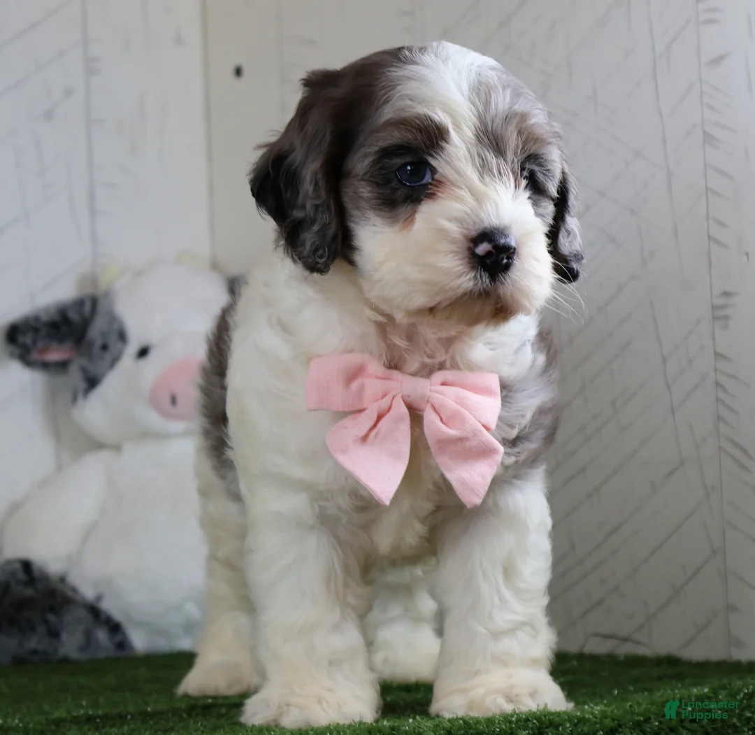 Cockapoo dogs for sale: Bruno - Ad 4