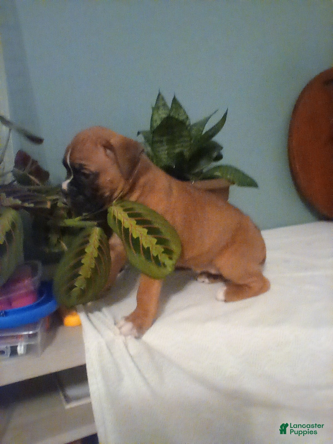 Boxer dogs for sale: Boxer Puppy 3 - Ad 2
