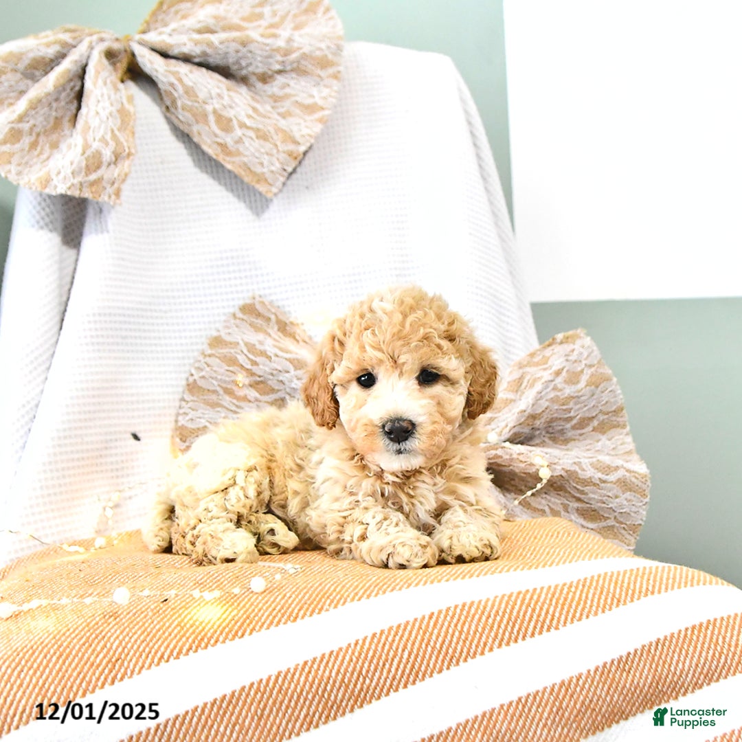 Miniature Poodle dogs for sale: Abby EXTRA SMALL - Ad 3