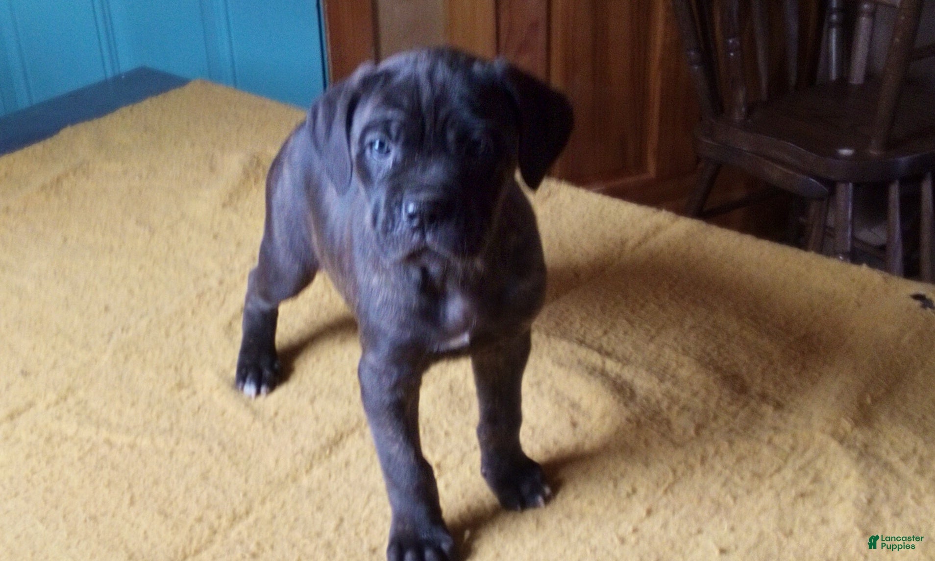 Cane Corso dogs Milo - Ad 22