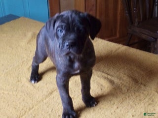 Cane Corso dogs Milo - Ad 15