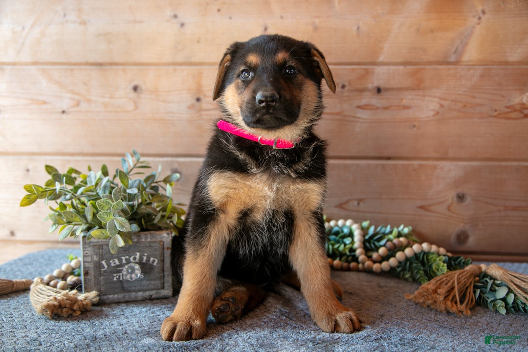 German Shepherd dogs for sale: Starburst - Ad 2