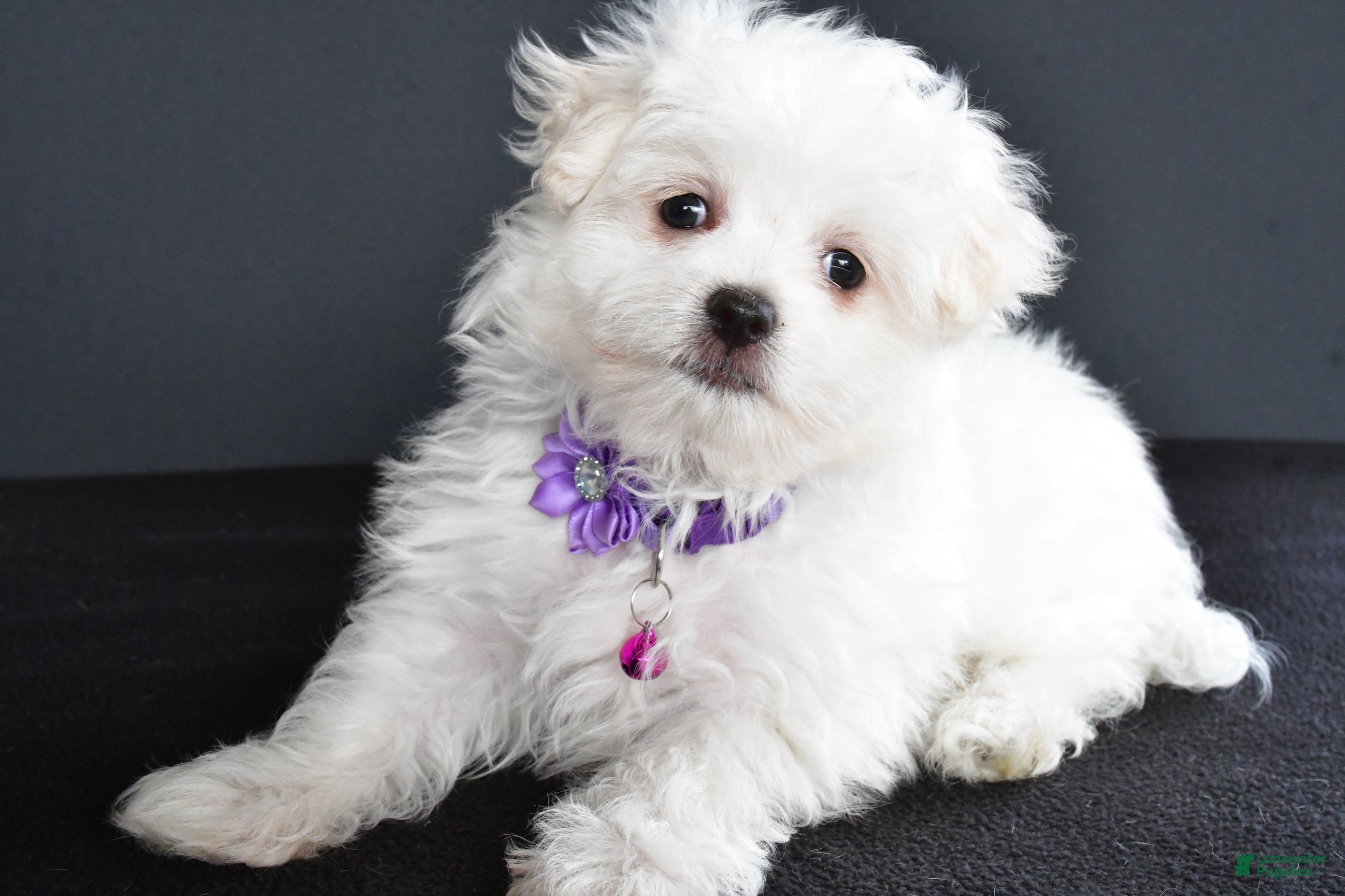 Hound Puppy Maltese Plott Hound German Shepherd Mix Plott Hound