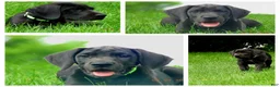 Great Dane dogs for sale: Great Dane 4 - Ad 2