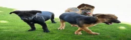 German Shepherd dogs for sale: German Shepherd Puppy 4 - Ad 3