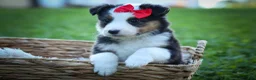 Mixed Breed dogs for sale: Goose🐾 - Ad 3