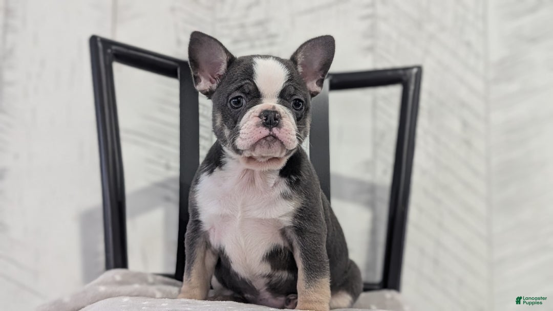 French Bulldog dogs for sale: Xena - Ad 6