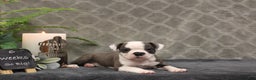 Boston Terrier dogs for sale: Celesta - Ad 7