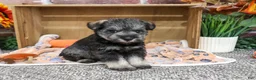 Miniature Schnauzer dogs for sale: Squidward - Ad 4