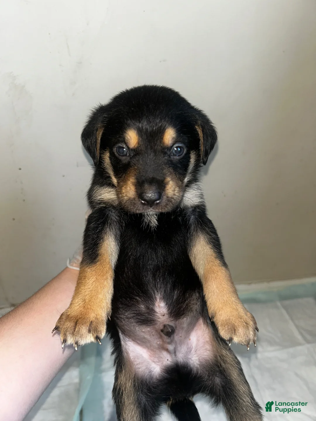 Mixed Breed dogs for sale: Mixed Breed Puppy 3 - Ad 1