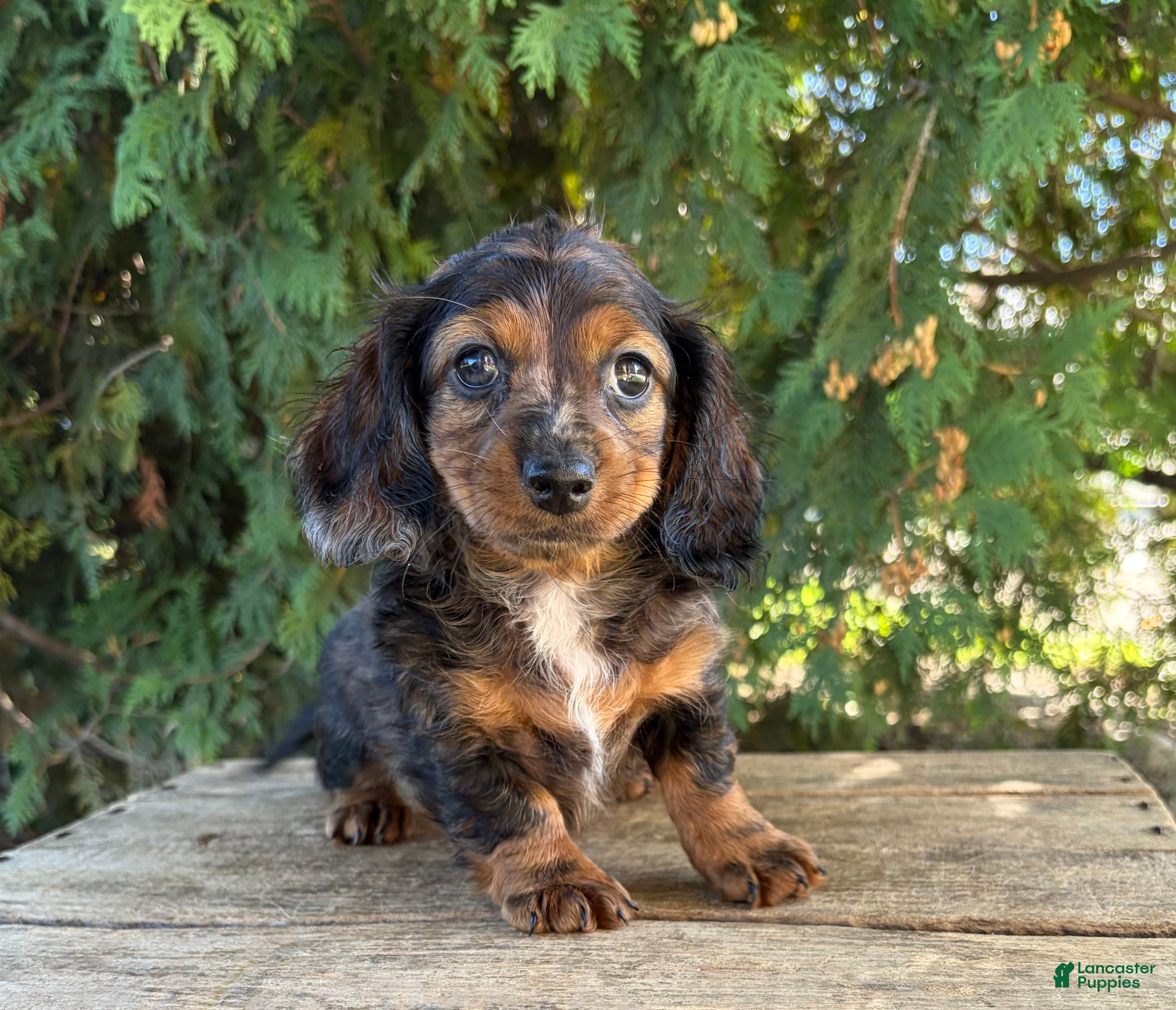 Dixie, Dachshund