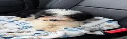 Mini Bernedoodle dogs for sale: Reese-Mini Bernedoodle female tri color  - Ad 2