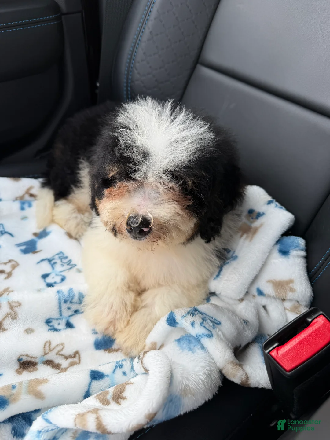 Mini Bernedoodle dogs for sale: Reese-Mini Bernedoodle female tri color  - Ad 2