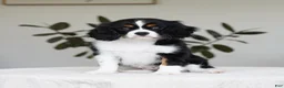 Cavalier King Charles Spaniel dogs for sale: Molly - Ad 6