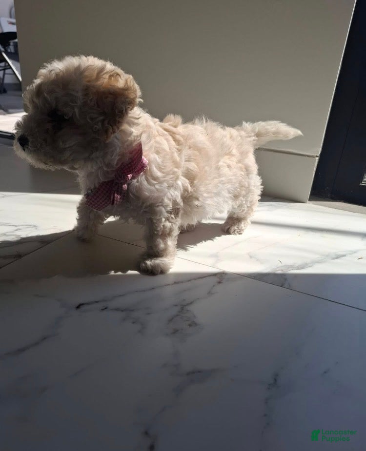 Maltipoo dogs Maltipoo Puppy 2 - Ad 2