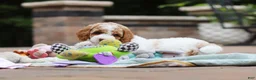 Standard Poodle dogs for sale: Blossom - Ad 12