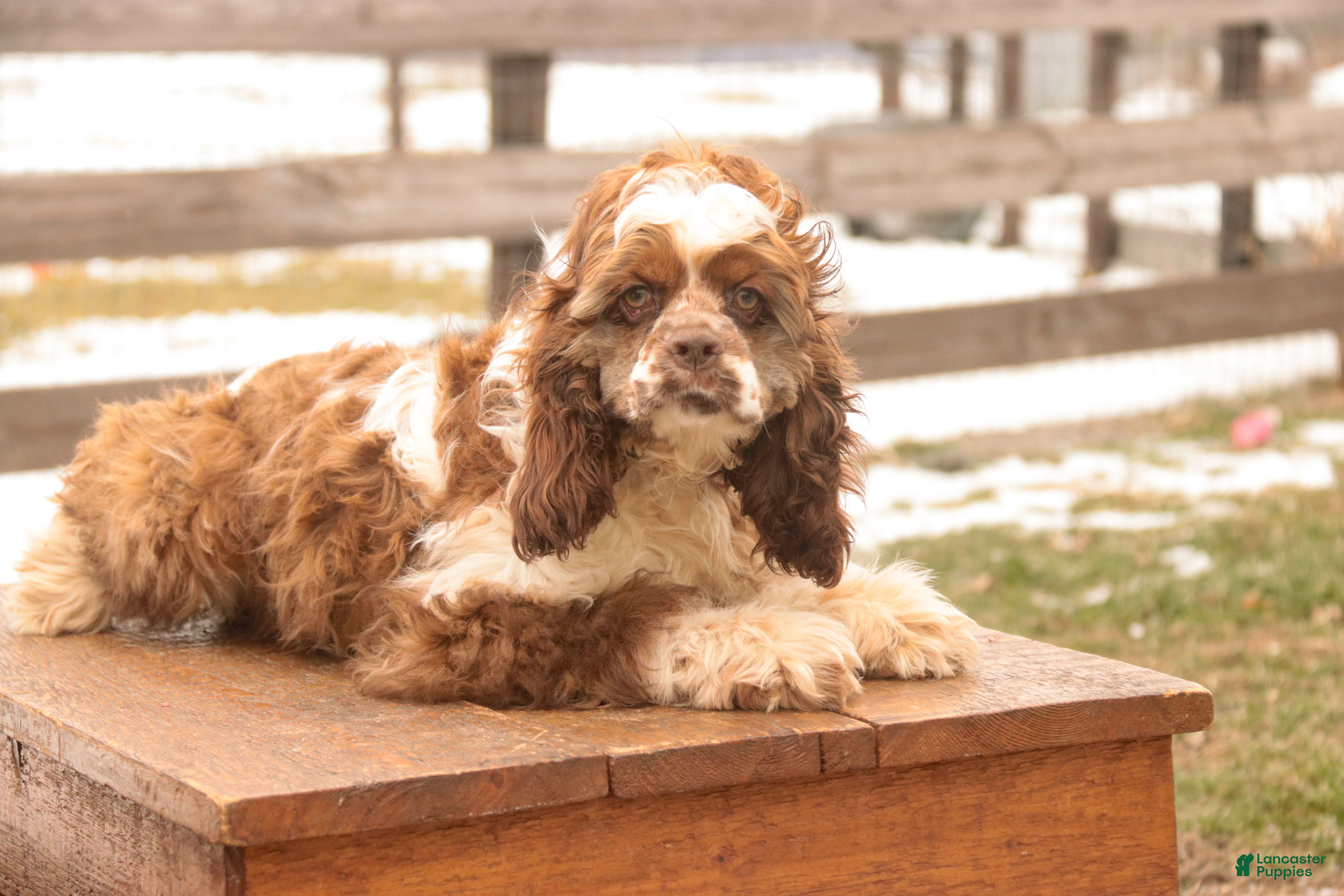 Cocker Spaniel dogs Badger - Ad 24