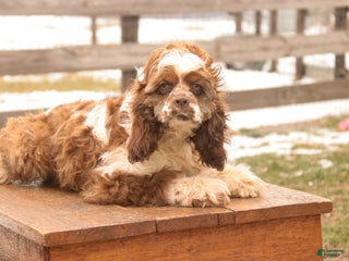Cocker Spaniel dogs Badger - Ad 24