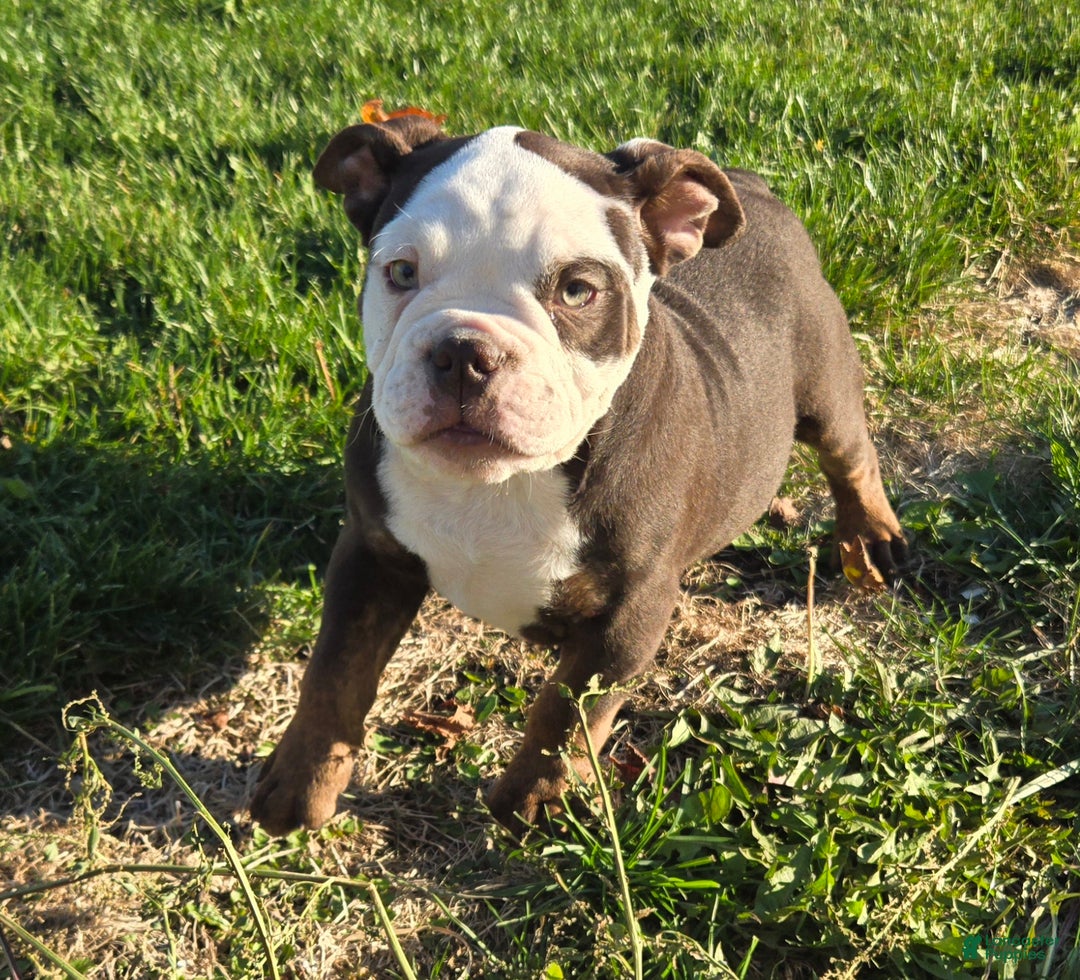 Olde English Bulldogge dogs for sale: Olde English Bulldogge Puppy Jack - Ad 3