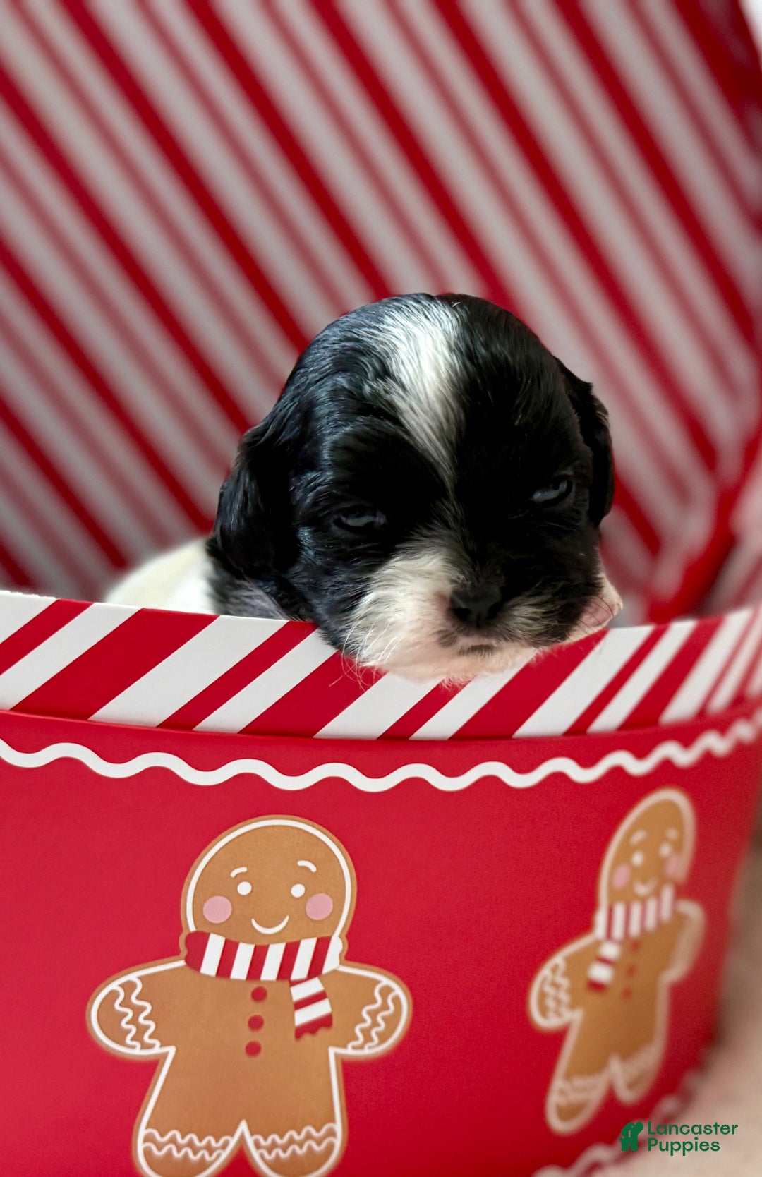 Shihpoo dogs for sale: Glinda  - Ad 8