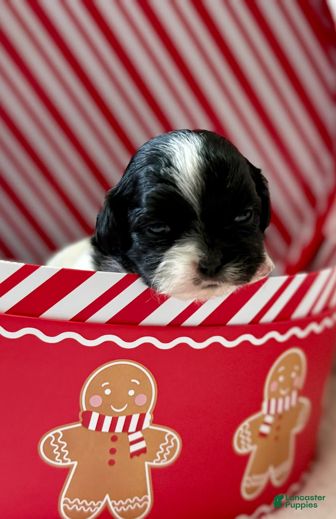 Shihpoo dogs for sale: Glinda  - Ad 9