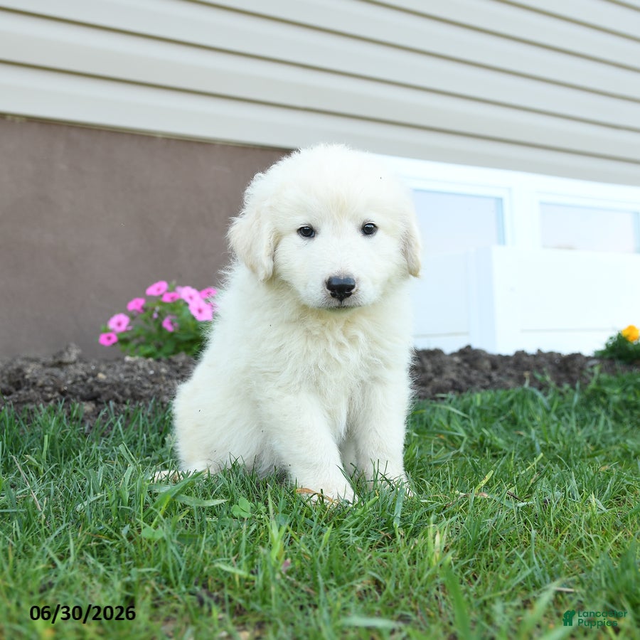 Maremma Sheepdog dogs Ernie - Ad 1
